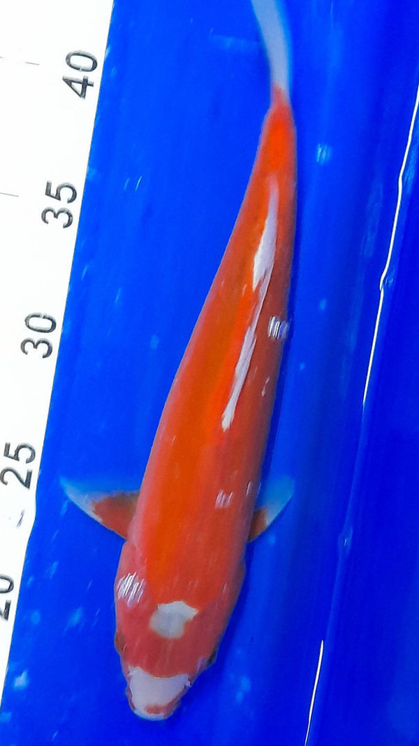 KOSUI 29 cm